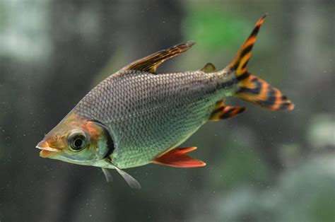 飛鳳魚品種|旗魚(硬骨魚綱動物):基本簡介,外形特徵,習性,生活,繁殖,品種介紹,。